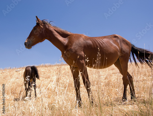 horse and colt in a field of straw