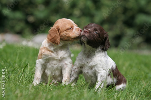 le bisou de deux jeunes chiots epagneul breton
