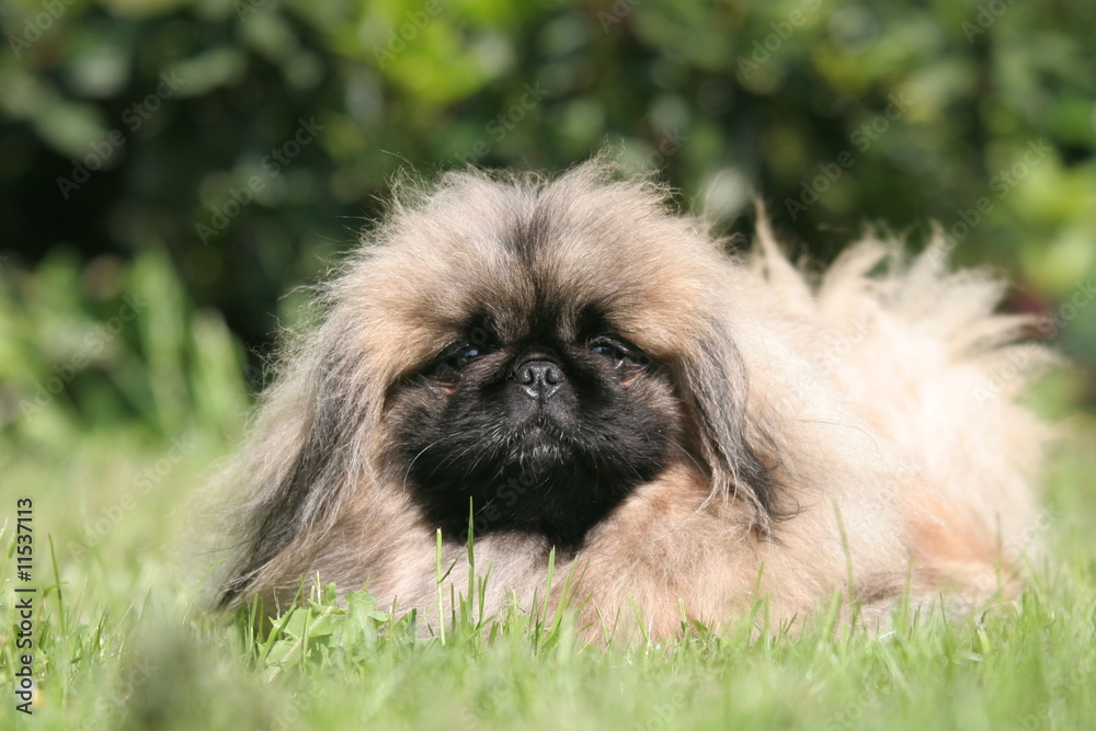 le pekinois allongé dans l'herbe le pekinois allongé dans l'herbe