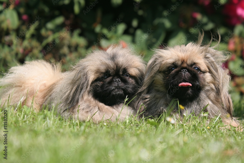 Fototapeta premium deux pekinois allongés dans l'herbe