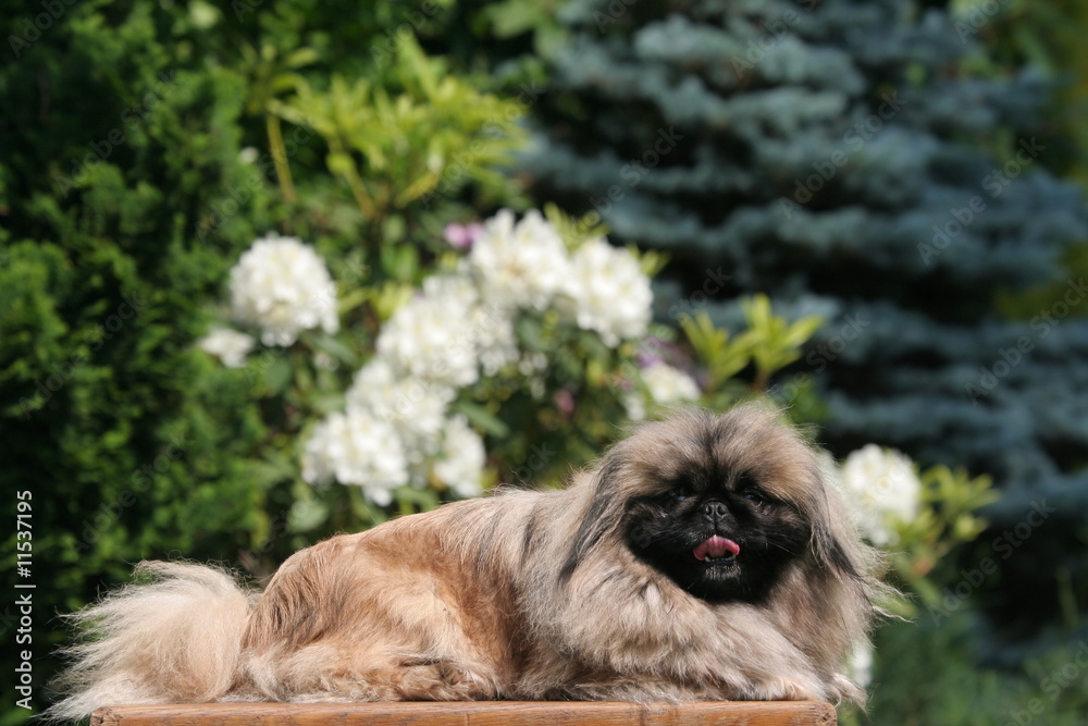 moment de detente dans le jardin pour le pekinois moment de detente dans le jardin pour le pekinois