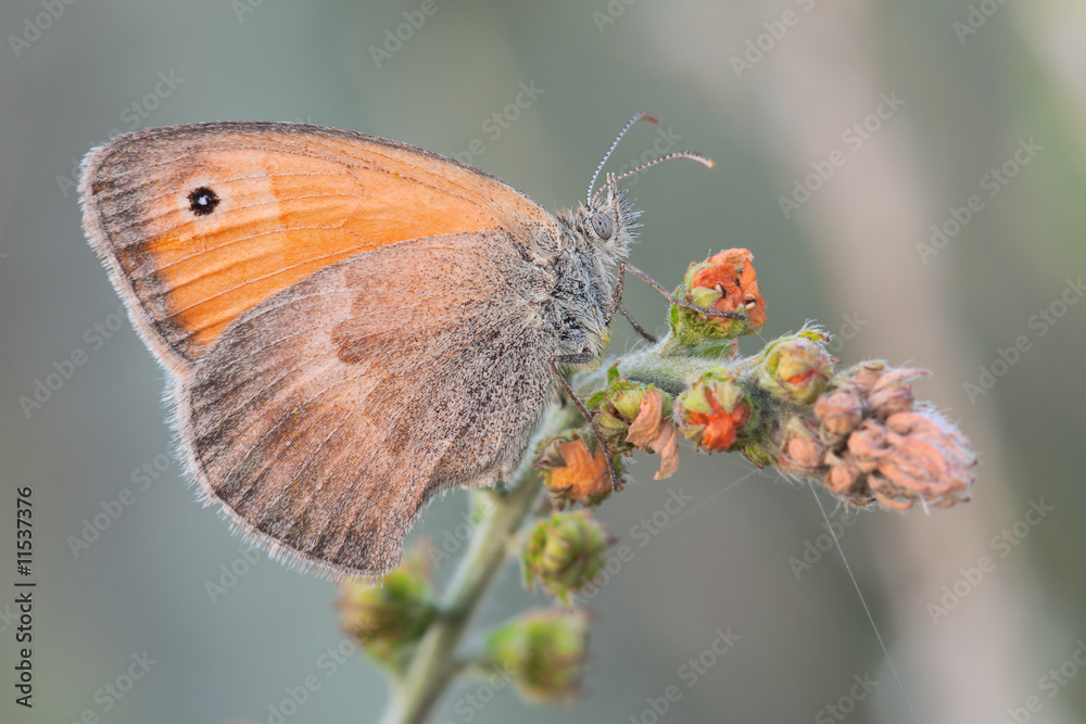 Obraz premium Macro butterfly Coenonympha pamphilus