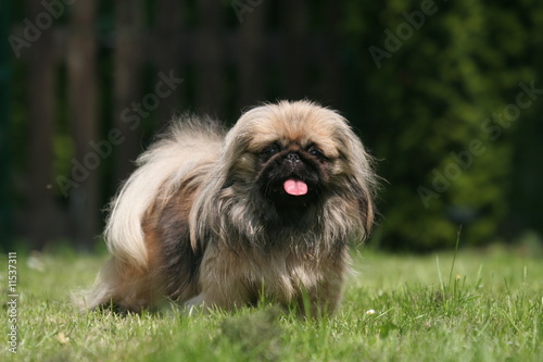 Foto magnifique pekinois dans le jardin