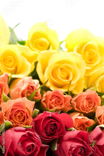 bouquet of colorful roses on white background