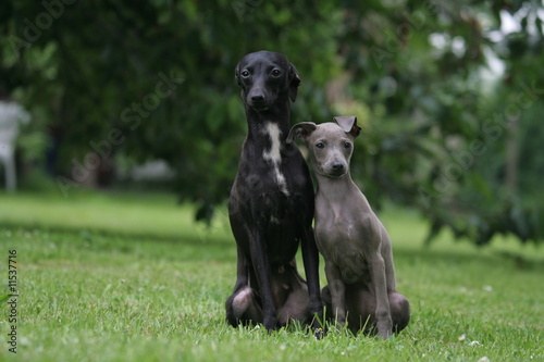 pose d un couple de levrier italien dans le jardin