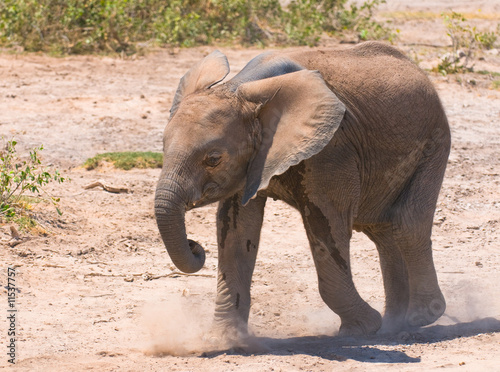 elephant calf  amboseli national park  kenya
