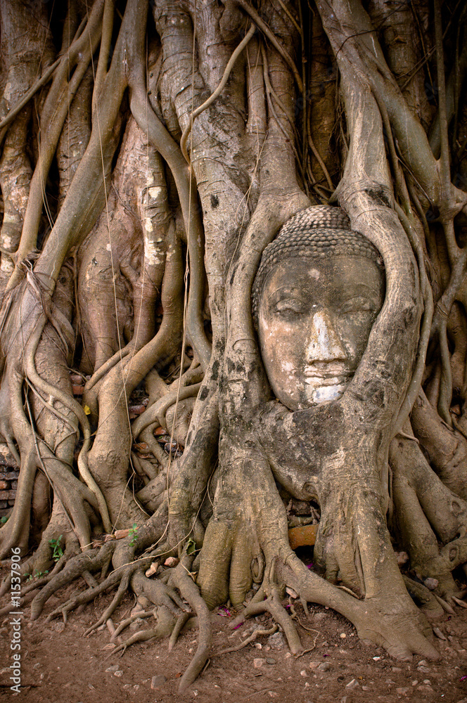 buddha's head in banyan tree roots buddha's head in banyan tree roots