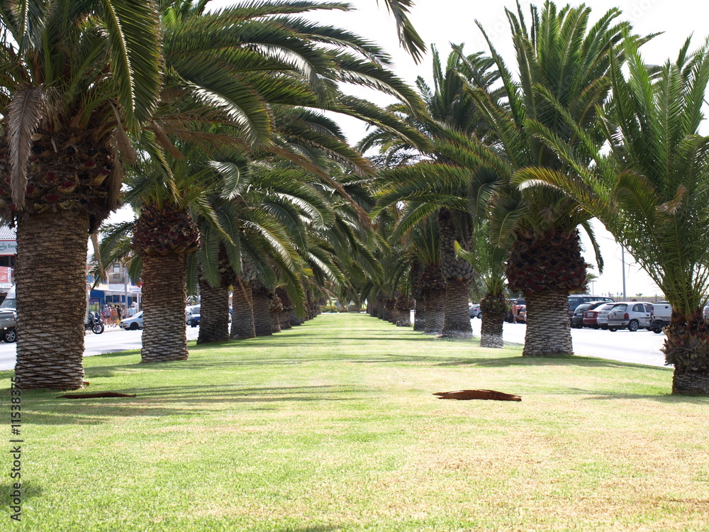 Fototapeta premium Palme auf Fuerteventura