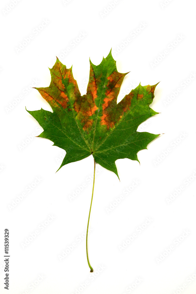 Fototapeta premium Maple leaf