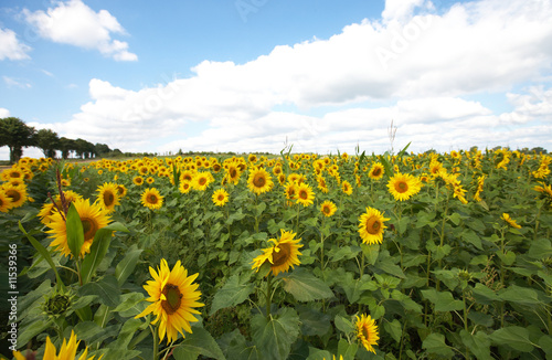Fototapeta Naklejka Na Ścianę i Meble -  Sonnenblumenfeld