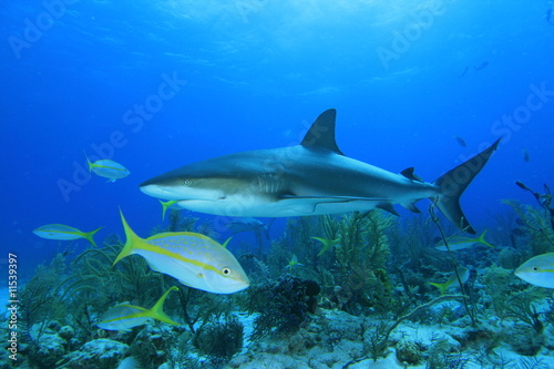 Yellowtail Snapper and Caribbean Reef Shark © Richard Carey