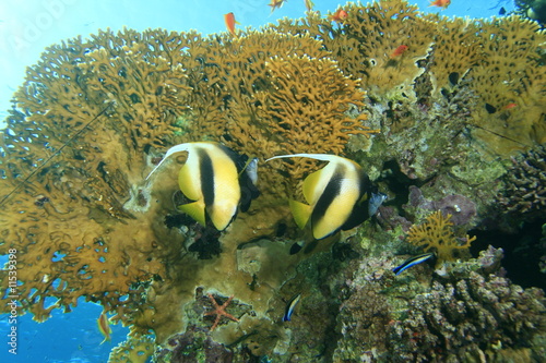 Pair of Bannerfish photo