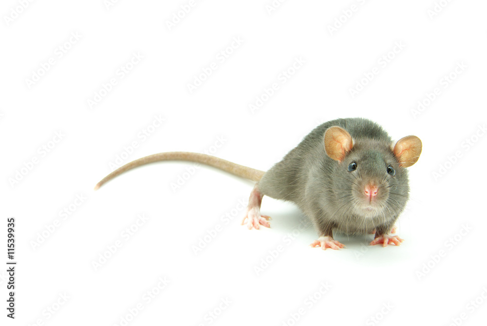 rat rat