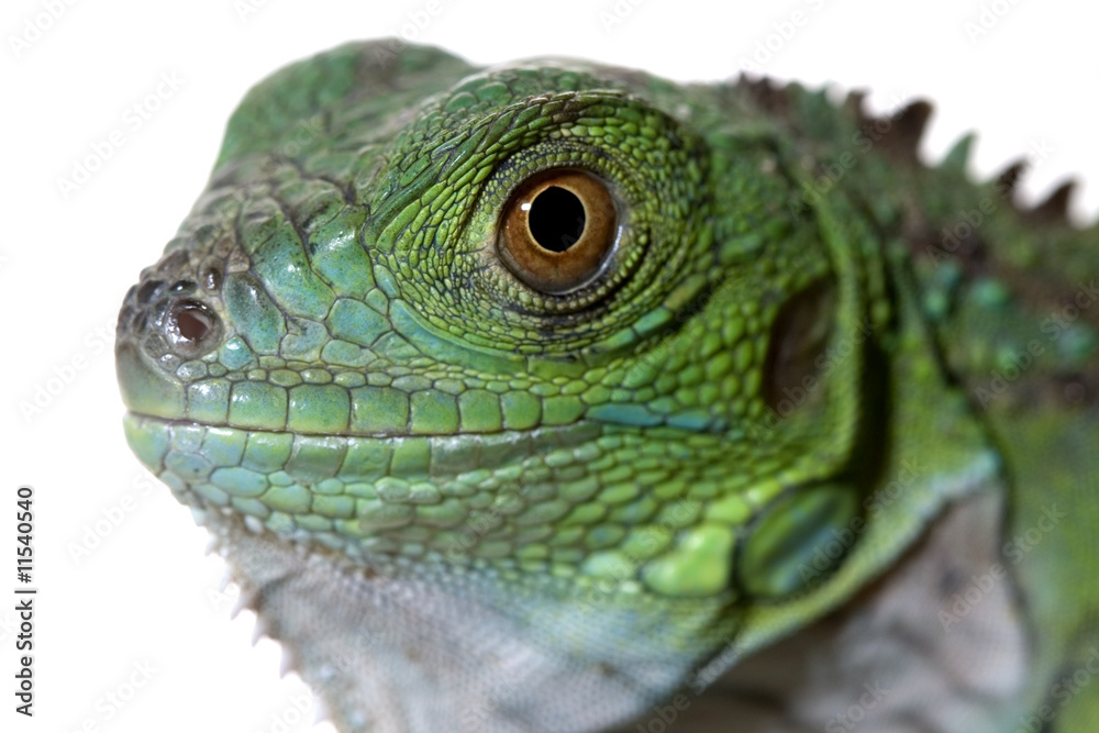 Fototapeta premium green iguana