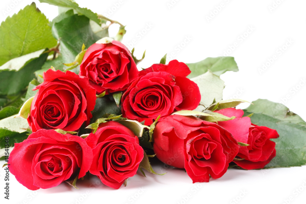 Fototapeta premium Red roses