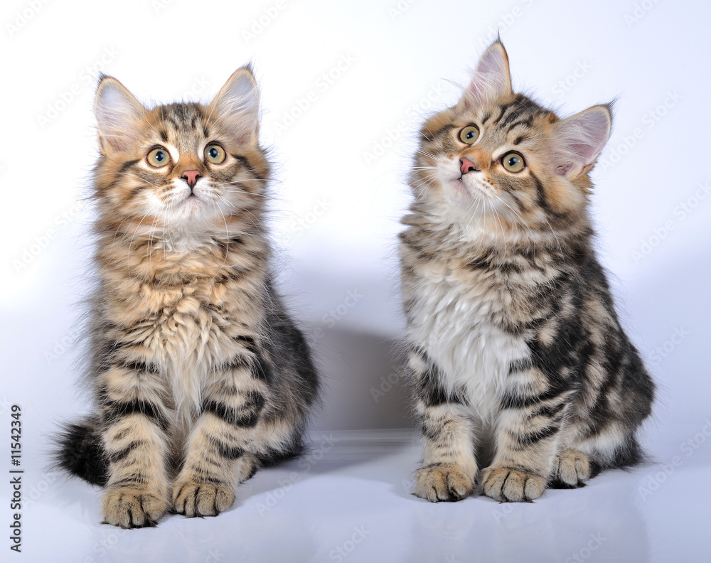 siberian kittens