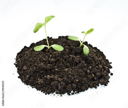 young sunflowers sprouts in the soil isolated over white