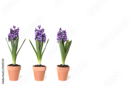 3 Hyacinth Bulbs Sprouting in Clay Pots