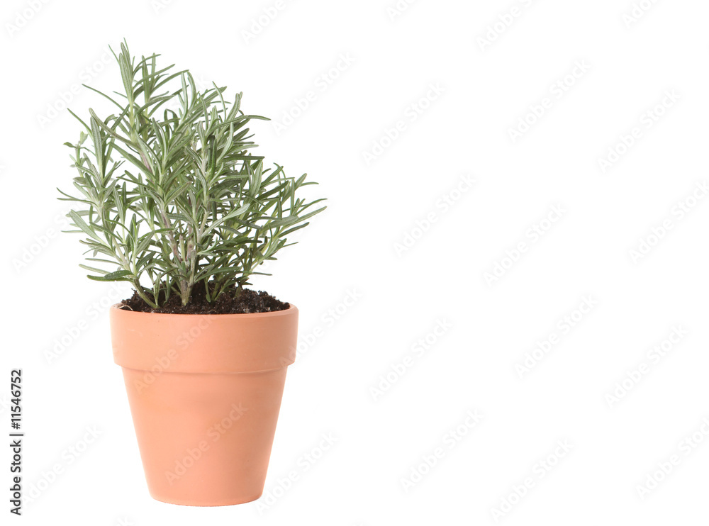 Rosemary Herb Planted in a Clay Pot