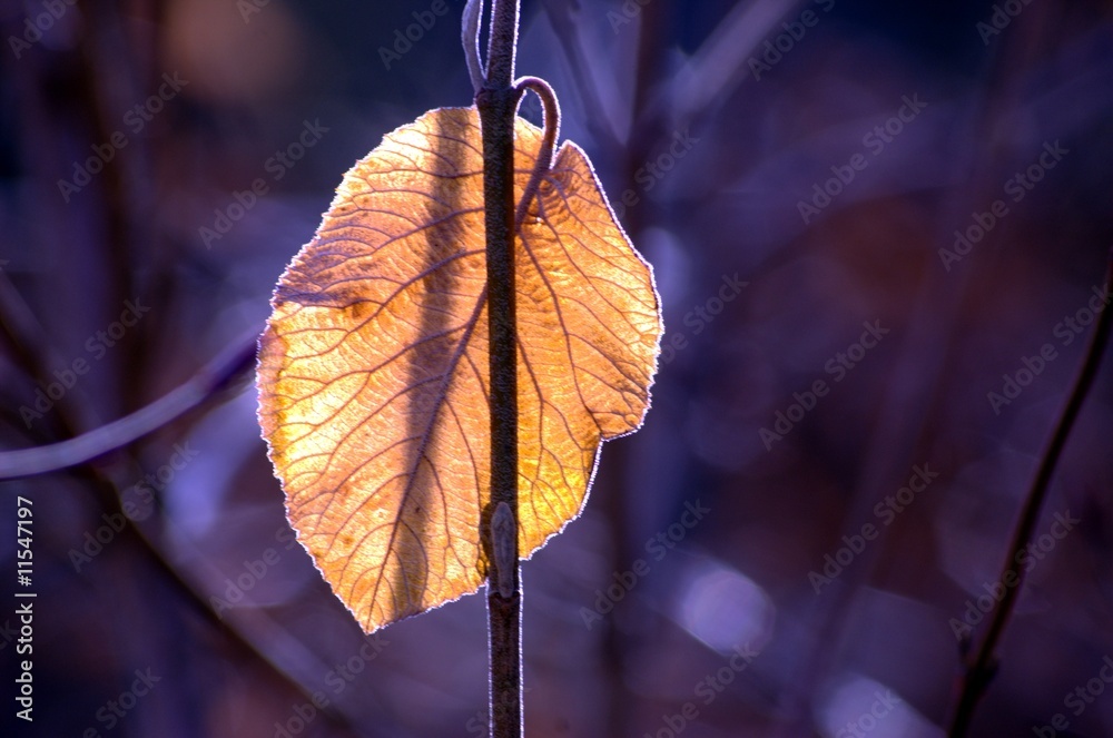 Obraz premium Leaf - Einsamkeit, Winter