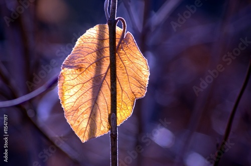 Leaf - Einsamkeit, Winter