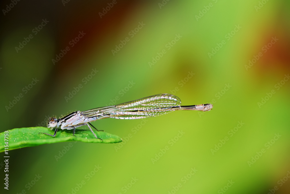 Damselfly Damselfly