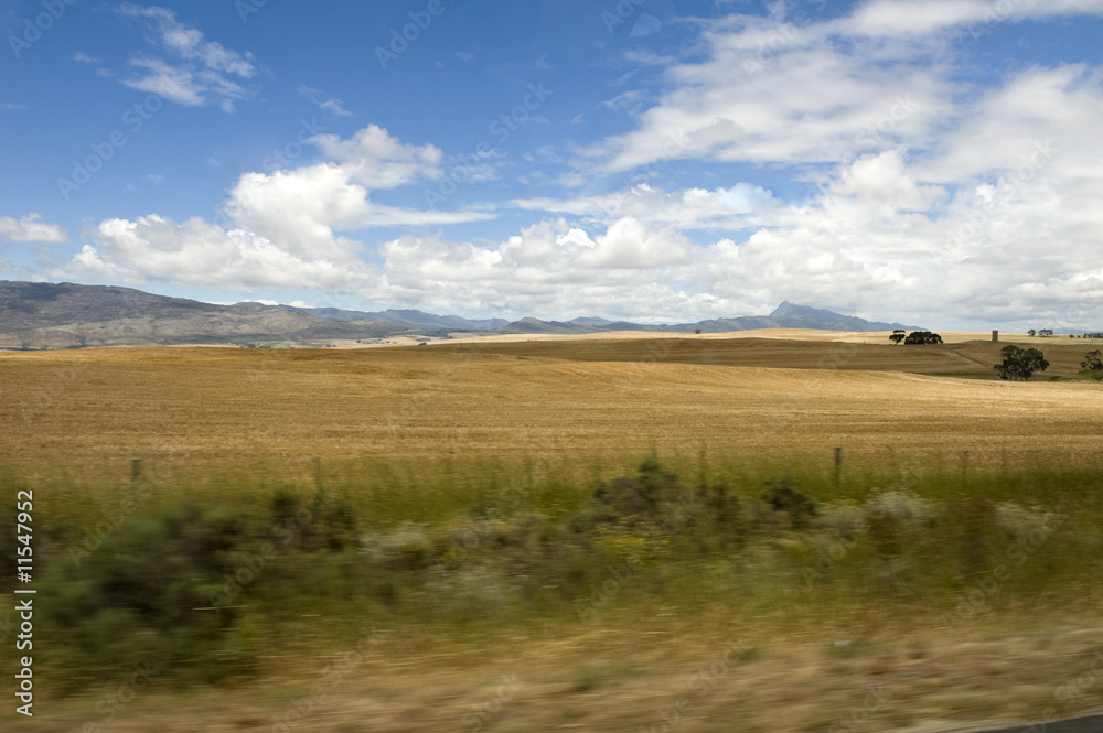 Canola fields in the Western Cape, South Africa
