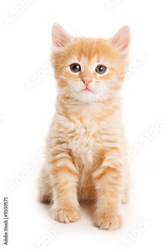 Little kitten on white background