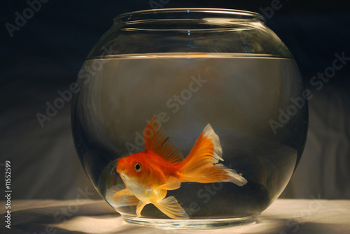 Wallpaper Mural Goldfish Bowl Torontodigital.ca