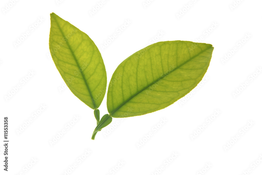 Fototapeta premium Two green orange tree leaves isolated over white