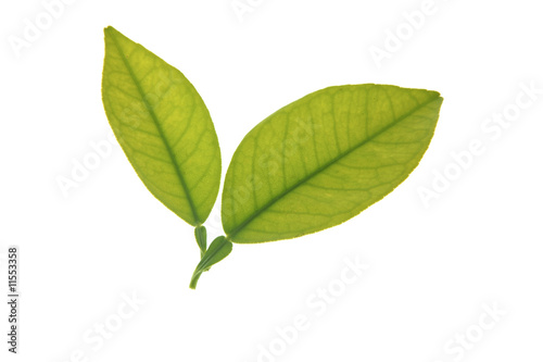 Two green orange tree leaves isolated over white