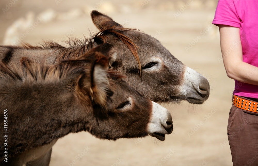 funny two donkey want to bit or kiss a woman