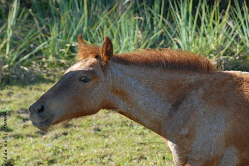Fototapeta premium horse portrait