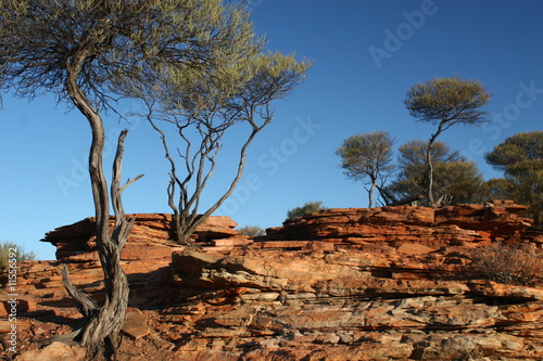 Trees at Karijini National Park, Australia photo