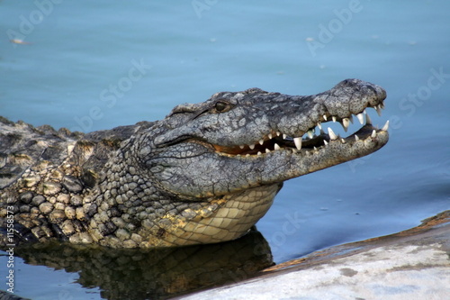 Crocodile head with big teeth and dangerous look.