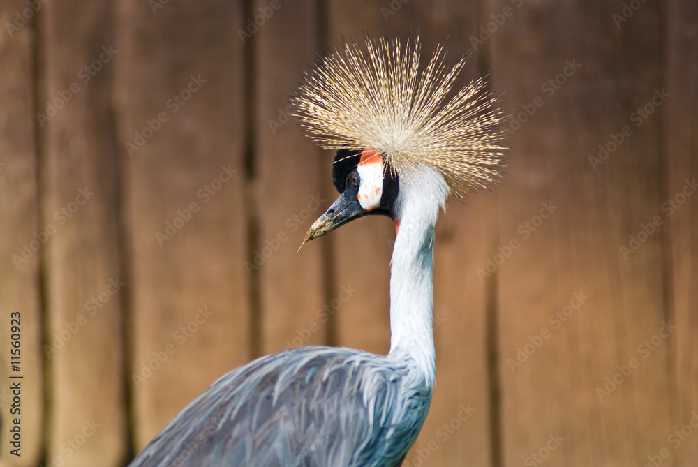 Fototapeta premium Crowned Crane