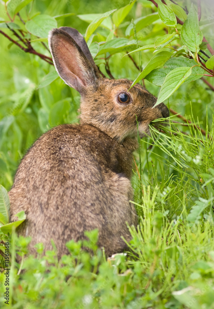 Fototapeta premium Snowshoe Hare feeding on grass