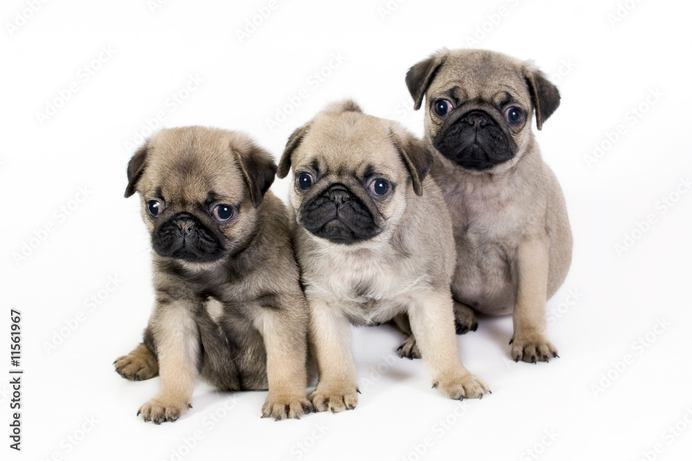 Three pug puppies.