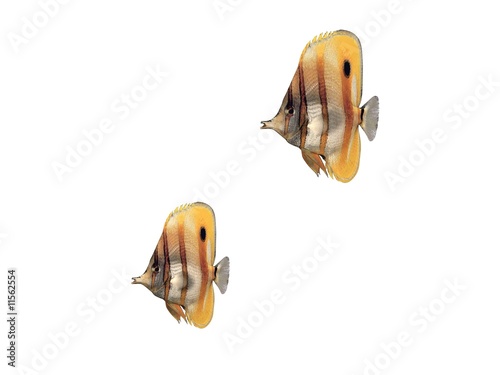 poissons tropicaux photo