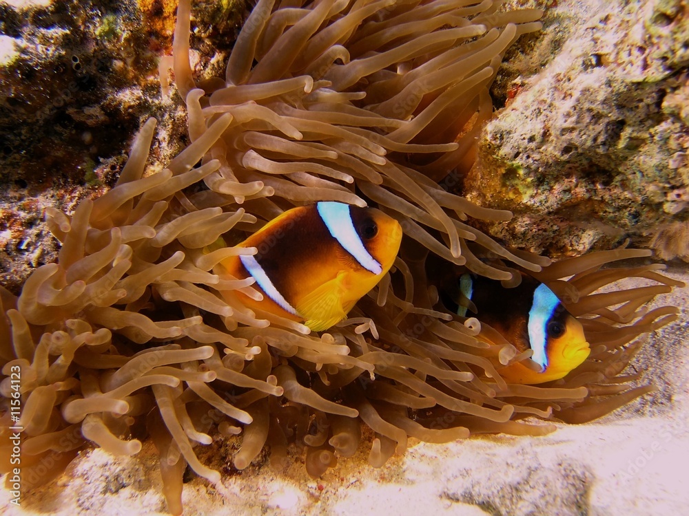 Anemone fish