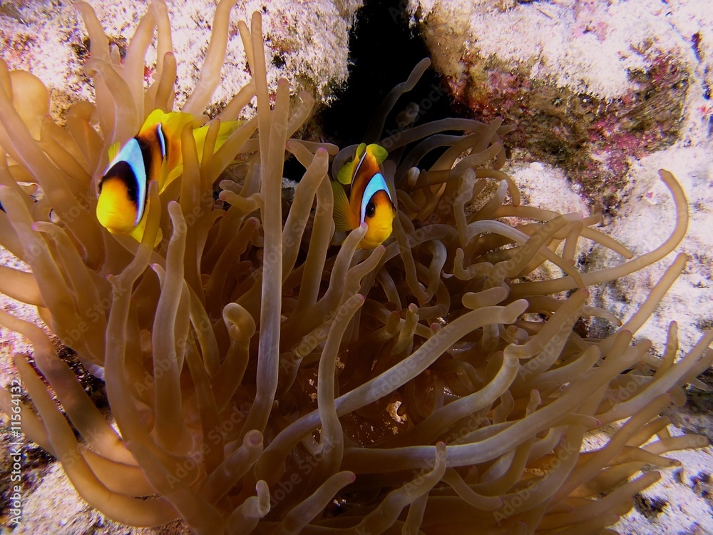 Anemone fish