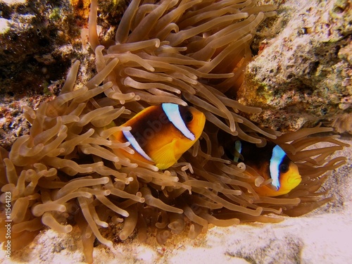 Obraz na płótnie Anemone fish w salonie