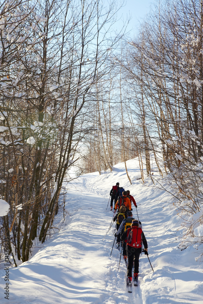 A group of backcountry skiers walks up in a snowy forest