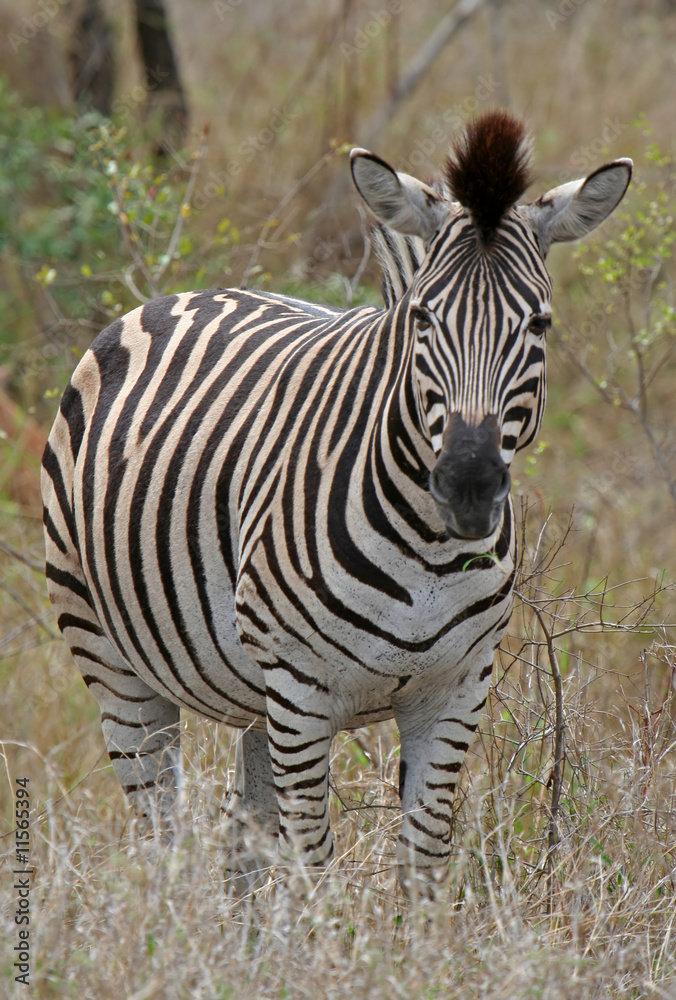 Naklejka premium Zebra, Steppenzebra, Südafrika