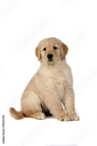 cute golden retriever puppy sitting still