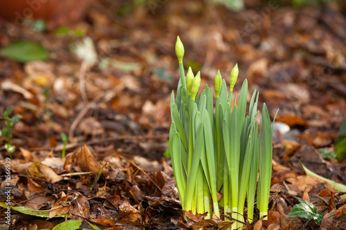 Fototapeta Naklejka Na Ścianę i Meble -  spring:daffodil emerging