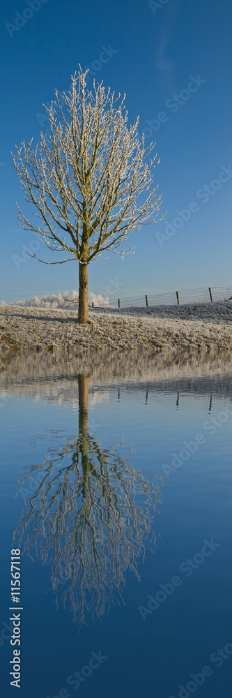 reflection of a tree in the water