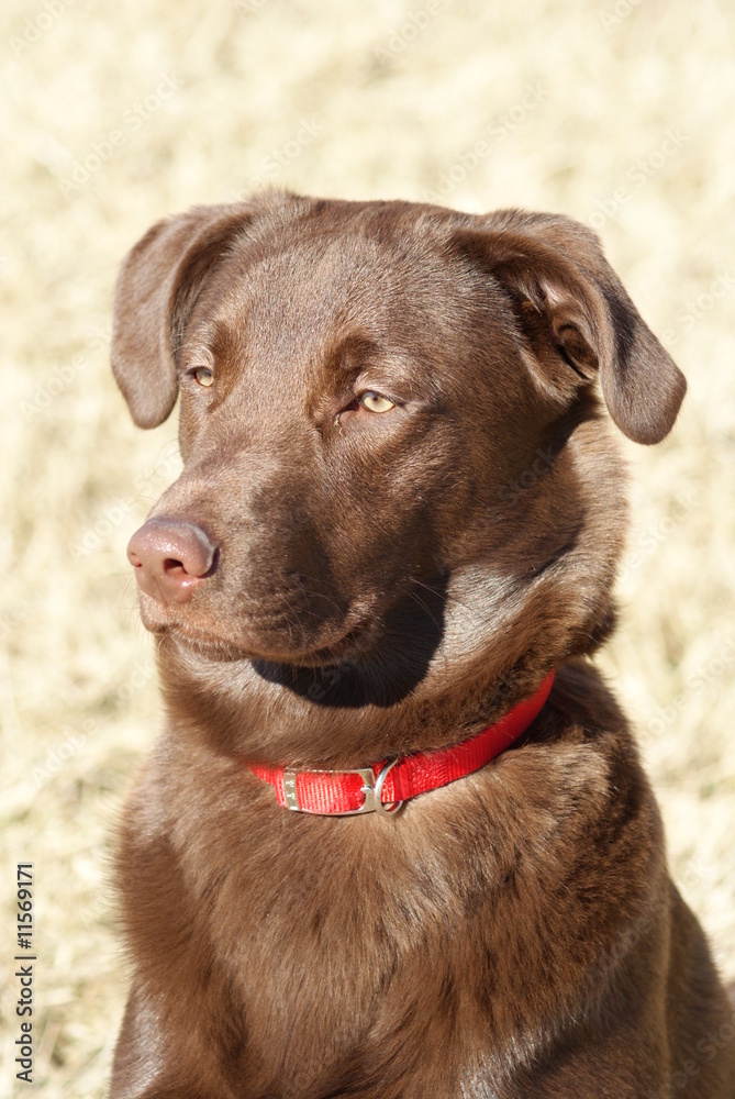 Obraz premium Chocolate Labrador Bird Dog