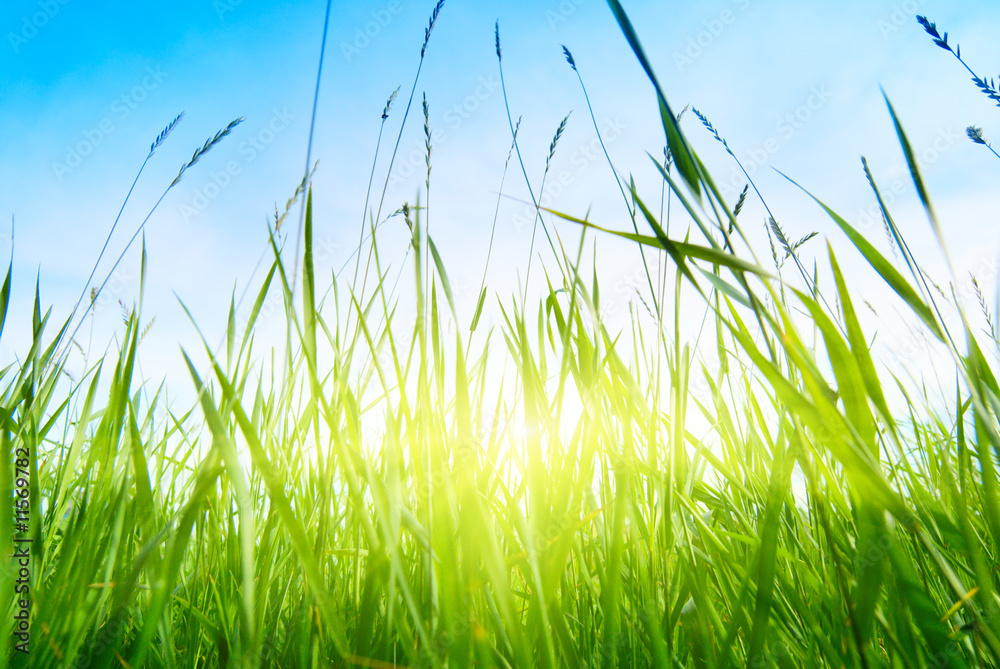 Fototapeta premium grass and sun