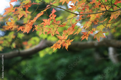 japanese maple leafs